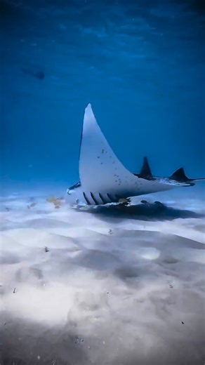 Amazing manta ray gliding on the sea bed 🎥: @danielthomasbrowne | Diving Specials