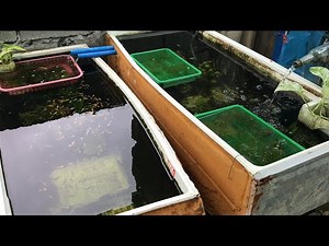 Reftub Mini Ornamental Fish Pond Set Up for breeding (Molly/ Goldfish/ Tetra)