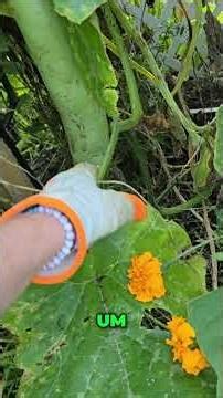 Snake Gourd Growth: Watch It Get HUGE! Garden Update #shorts