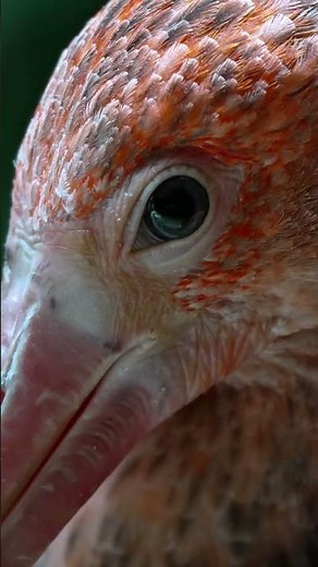 Scarlet Ibis