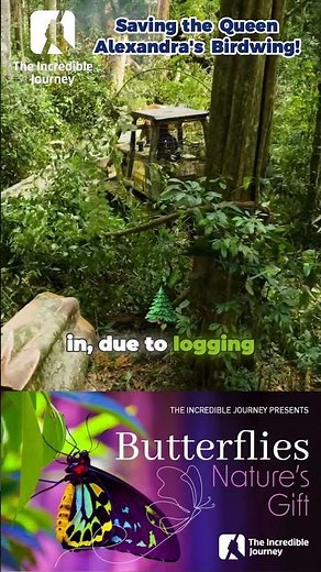A Race Against Time: Saving the Queen Alexandra's Birdwing! 🦋🌿