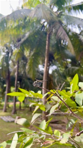 The Beauty of a Dragonfly in Nature 🪶✨ #shortsviral