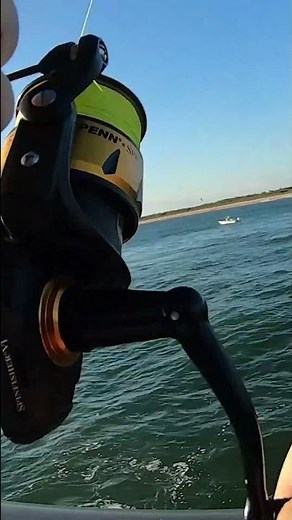 Nice redfish from Sebastian Inlet jetty…