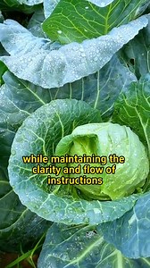 Part 44 Stop throwing away the rice water at home. #agriculture | Ramos Mark