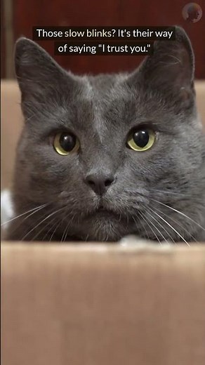 Why Do Cats Stare at You? Uncover the Mystery!