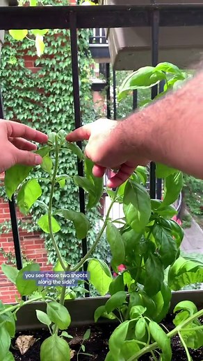 How to Harvest Basil #basil #howtoharvestbasil #howtoprunebasil #prunebasil #harvestbasil #freshpesto
