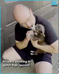 1.7M views · 181K reactions | How lovely to watch the dog’s elated feelings and owners’ love as they meet after separation. | D.L. Hughley | Facebook