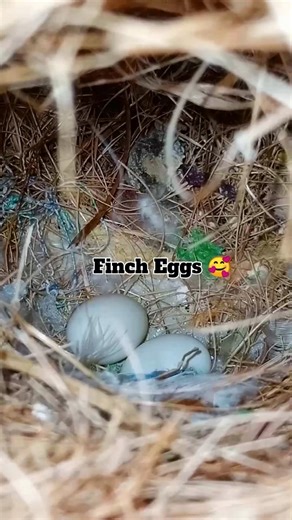 Finches Eggs