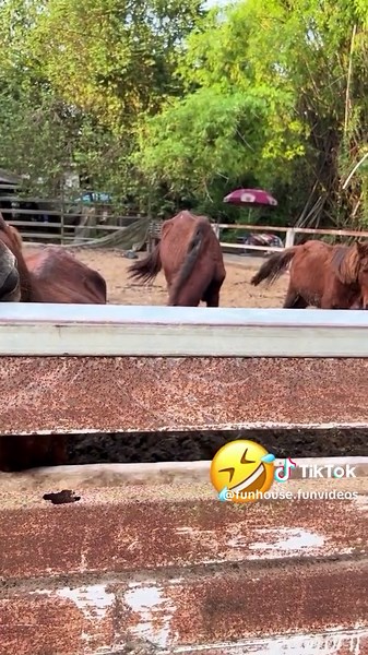 Hilarious Horse Smiling and Laughing Moments