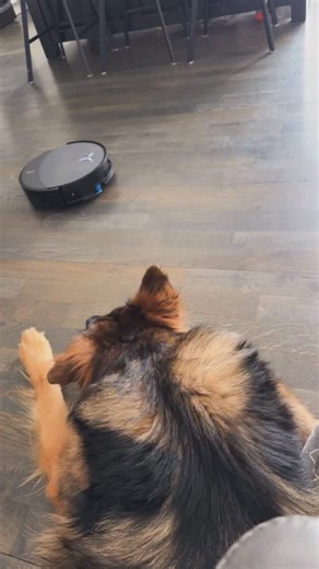 Jade the Sable GSD on Reels