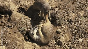 Group meercats (Suricata suricatta) fighting. Meerkats playing in the sand.