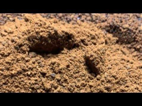 Beekeepers and stingless bee getting bee pollen #honey #beekeeper #beehive #nature #beelove #farm