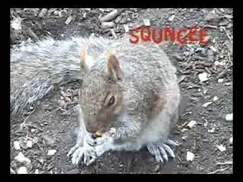 Squngee Deluxe Bungee Squirrel Feeder