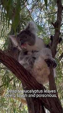 Meet the Koala | Species 101