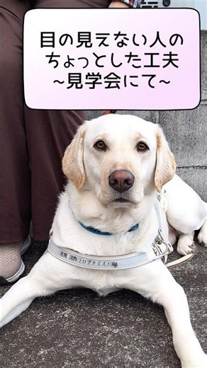 どんな人たちが話を聞いてくれてはるの？って時の確かめ方（盲導犬ユーザーからのメッセージ/2026年6月見学会） #関西盲導犬協会 #盲導犬 #盲導犬ユーザーの思い #見えない人の工夫