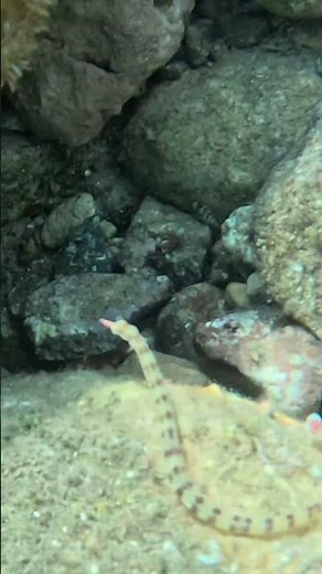 Banded Pipefish Swimming to Coral Boulder Perch 🐠🪸🌊