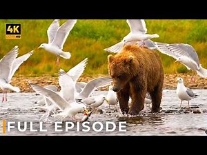 WILD TAIGA | Siberia’s Most Ruthless Predators | Nature Animal Documentary