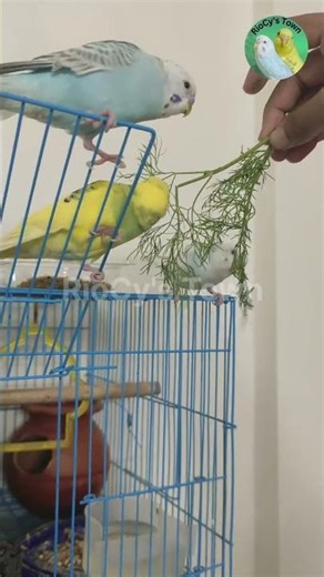 Funny Budgie Moments You’ll Love 🐤🤣 #budgie #parrot #parakeet #birdvideos #pets #shorts #trending
