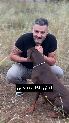 Why Dogs Lick You: Affection, Attention, Instincts, and Taste