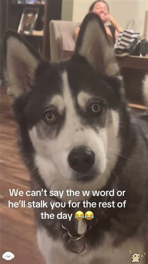 Dogs like to go for walks#usaus #funny #dog #dogsoftiktok #tiktok