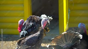 Free Range turkeys in farm in village. turkey-cock , turkey. Poultry yard, farming, agriculture poultry production, poultry farm, food rural market eco eggs. livestock bird on farm. production of meat
