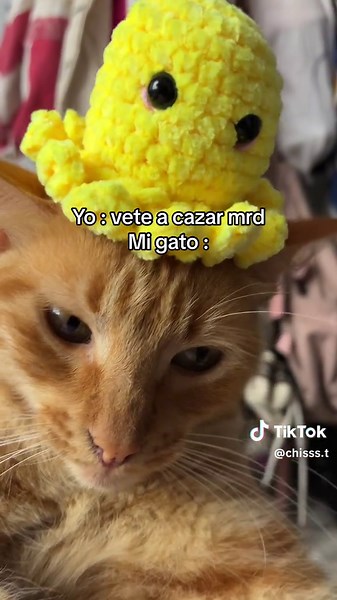 Se va a techear nomas #humor #gatitonaranja #fyp