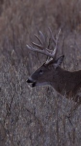 Who’s still out there? While the days left to be out there dwindle, late season can offer some of the best hunting of the entire season. With a big weather front going through the Midwest right now, anything can happen. Best of luck to everyone still grinding it out! #midwestwhitetail #chasingnovember #hunting #bowhunting #deerhunting #deerseason #realtree | Midwest Whitetail