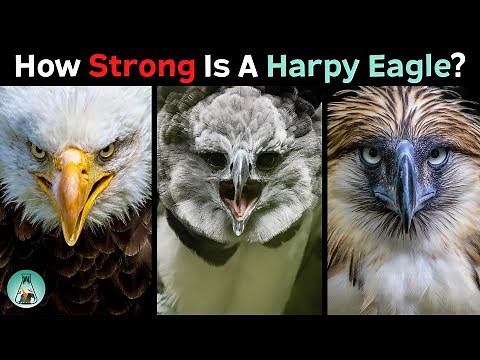 How Strong is a Harpy Eagle Compared to Other Eagles?