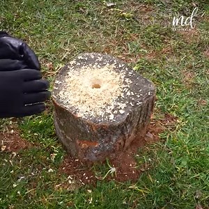 Possibly easy way to remove a tree stump | Bloom