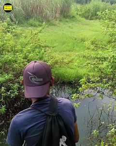 933K views · 2.4K reactions | Mantap dapat lagi mancing strike ikan gabus | Kawan Mancing | Facebook