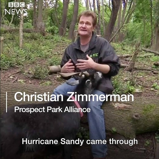 A goat's dream job? Eating for a living in Prospect Park, New York. | BBC News