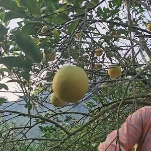 6.7K views · 111 reactions | go with her husband to do charity work to help poor children, harvest oranges to sell 003 | Bhalaha | Facebook