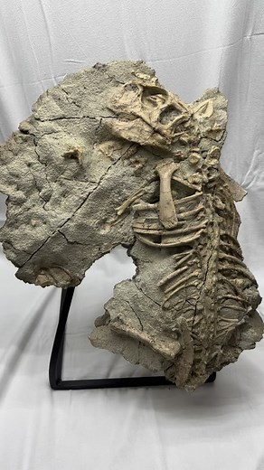 Psittacosaurus Skeleton — A Portrait of Ancient Resolve This full Psittacosaurus skeleton captures a moment the Earth refused to erase. Every vertebra, every rib, every curve of the skull feels like a sentence left behind in the world’s oldest diary. Psittacosaurus was small, but its survival shaped ecosystems, its lineage echoing into the ages long before ceratopsians took the stage. What remains now is a quiet masterpiece — a life paused, not lost. 📅 Age: Early Cretaceous 🦖 Species: Psittaco