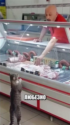 Бездомная кошка пришла к ВИТРИНЕ 🐈🥩😱