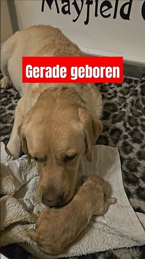 Mayfieldgarden Labradors: Die Welpen kommen. Der 1. Welpe ist geboren. #labradorwelpen #welpengeburt
