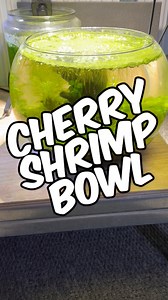 This is my filterless, heaterless planted shrimp bowl, and after letting it mature, I’ve finally added shrimp 🦐🌱 The setup is a 30 cm wide glass bowl using Fluval Stratum aquasoil as the substrate. For hardscape, I kept things simple and natural with a small piece of Corbo wood and two Kita Mountain boulders, creating plenty of surface area for beneficial bacteria and biofilm to develop. Plant selection plays a huge role in making a setup like this work. In the back left, I planted Rotala rotu