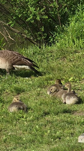 Four Baby Geese Resting on the Bank