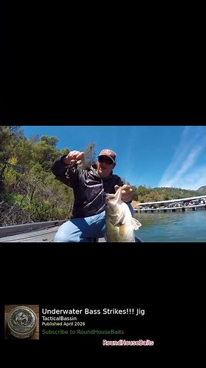 Bowfishing SHOT + Swimbait Giant + Barracuda ATTACKS + Alligator Gar #shorts