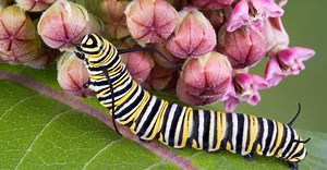 What Do Monarch Caterpillars Eat?