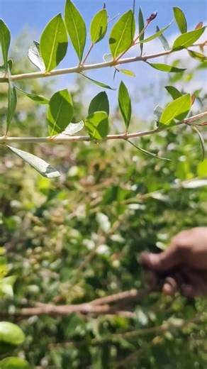 HOMEMADE HENNA | 💚🌿Natural Elegance #mehendi #shorts #viral #henna