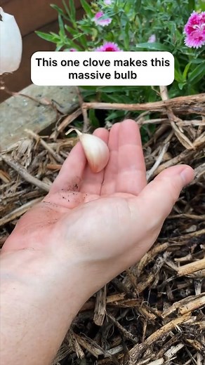 1 single garlic clove will produce 1 massive bulb. Isn’t nature wild 🧄 🤪 Okay, so we’ve prepped the soil, now it’s time to plant! 🌱 SEPERATE - pop your cloves, do this gently by separating on the day you’re going to plant. If you do this days or weeks in advance it can dry out your clove, making them weak and dehydrated…And never peel the garlic. 🌱PLANT THE LARGE ONES - only plant the large cloves. Those little ones won’t equate to much. Just eat them 🌱 SPIKEY SIDE UP - plant the clove with