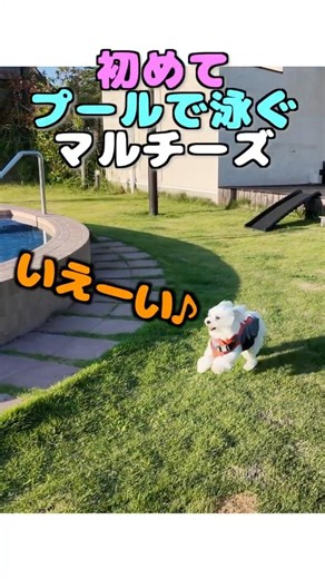 初めてプールで泳ぐマルチーズが頑張っててカワイイ！