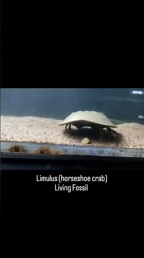 Living fossil, Limulus (Horseshoe crab) #limulus #horseshoecrab #livingfossils