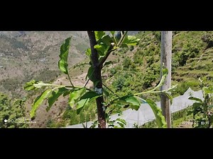 M9 ROOTSTOCK | BENDING , PINCHING AND SUMMER PRUNING EXPLAINED.