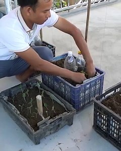 42K views · 514 reactions | Tips for growing melons in plastic baskets | Diy Garden World | Facebook