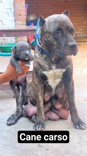Cane carso female male. puppy with mother #canecorso #puppy #dog