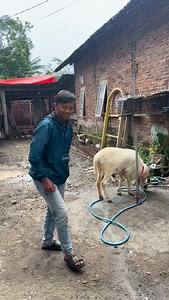 Sahabat ternak nusantara #domba #dombalokal #blantikcore | Ahmad Ndais