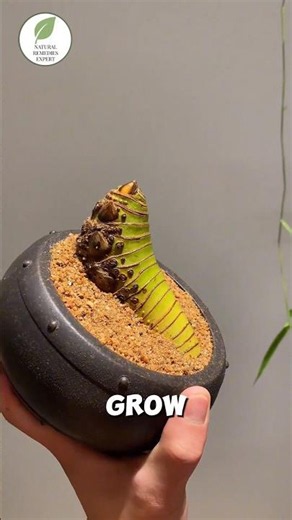 Why They Keep Cutting This Bamboo for Years 😱🎋