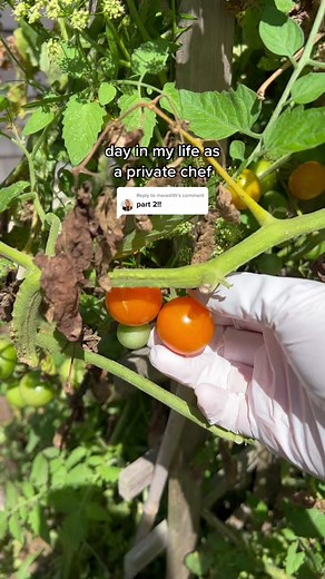 Replying to @meredith i saw a tiktok that said hot people dont use emojis and id like to publicly disagree w that statement #privatechef #cooking #dayinmylife