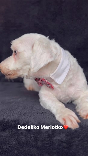 ❤ Dedenko Merlotko narodený 1.1.2016, váží cca 6,5 kg, je čipovaný, očkovaný, kastrovaný, má vyčistené zúbky a na obidvoch očkách už má šedý zákal. Sice už úplne všetko nevidí, ale určite vidí ešte stále dobre niečo, lebo behá a nenaráža🥹 Chlapček sa našiel vyhodený na poli aj s dalšími maltézáčikmi, takže je prevdepodobné, že ich tam vyhodil množiteľ😠Dlhšie trvalo, kým sa ho podarilo odchytiť, lebo sa bál ľudí. Bol veľmi zadredovaný a špinavy. Napriek svojmu veku, je to stále veľmi aktívný de